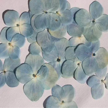 60pcs Préselt, Szárított Természetes Hortenzia Macrophylla Virágos Növények Herbárium Ékszerek Telefon Esetében Könyvjelző Készítése Tartozékok