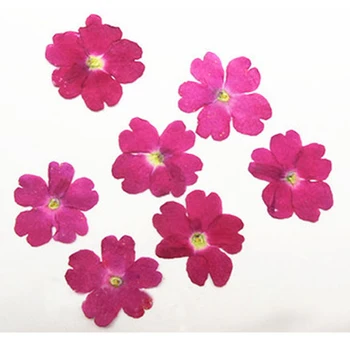 Forró rózsaszín Verbéna Epoxi mobiltelefon Esetben Szárított, Préselt Virágok A Növény Példányok 120 Db