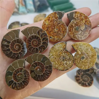 Ingyenes Szállítás Forró Ammonite Fosszilis shell Pár Ékszer Medál Fosszilis Példány Ajándékok, dekoráció