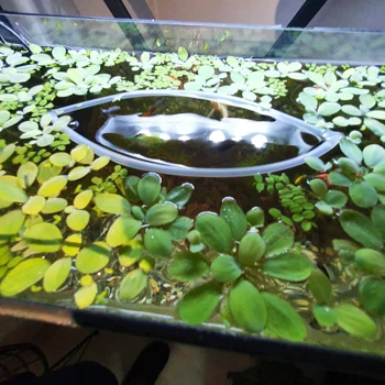 Szilikon elválasztó úszó Növény, akvárium felszerelés, 20 cm-es 3 db nagyon hasznos